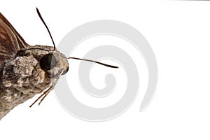 Closeup of butterfly head with furry body and partially wings is