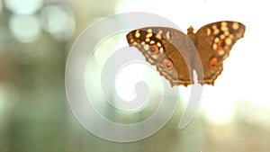 closeup of a Butterfly India