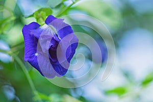 Closeup of butterfly pea flower or Clitoria ternatea or Asian pigeonwings.