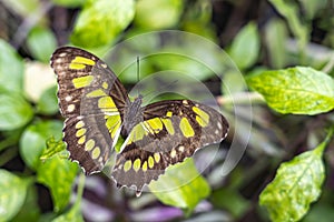 Closeup of a butterfly Philaethria dido on a leaf of a shrub photo