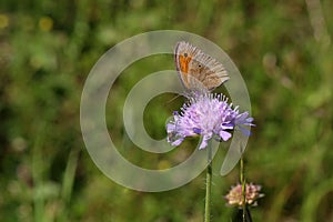 Closeup of a butterfly on a purple flower in a field under the sunlight with a blurry background