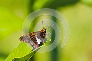 Closeup of a butterfly, the silver-spotted skipper in brown sitting on a green leaf