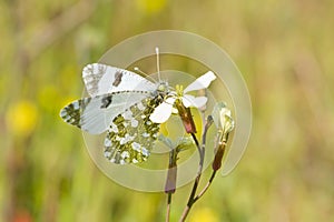 Closeup of a butterfly sitting on a flower in a garden captured during the daytime