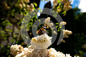 Closeup butterfly on white flower with blue sky in the background - tiger monarch butterfly