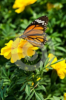Closeup butterfly on Yellow flower