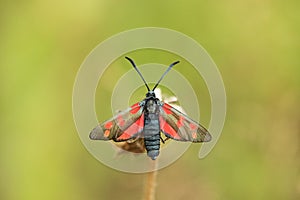 Closeup of butterfly - Zygaena trifolii