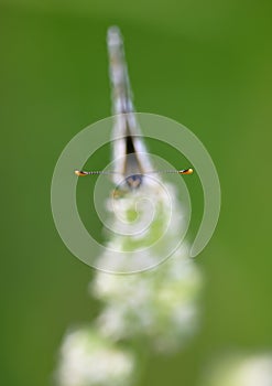 Closeup of butterly sitting on flower in an Italian meadow