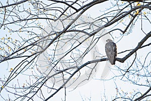 Closeup of a buzzard sitting on tree branches