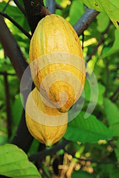 Closeup of Cacao Fruits Called Cacao Pods Ripening on Their Tree photo