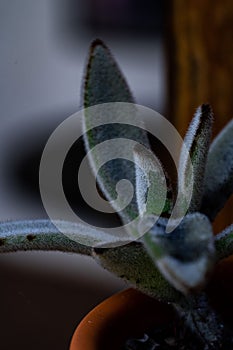 Closeup of a Cactaceae plant on a flower pot