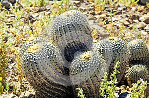 Closeup of cacti copiapoa tenebrosa on arid stony ground, pacicfic coast, Chile photo