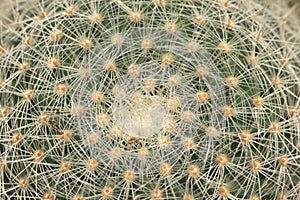 Closeup of cactus