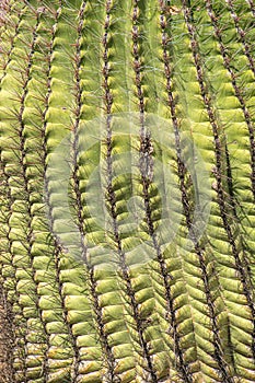 Closeup of a cactus in Aizona.