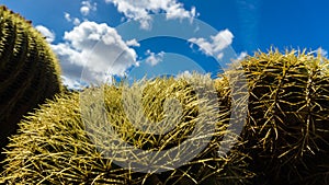Closeup of cactus arid climate desert plant