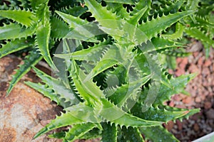 Closeup cactus background