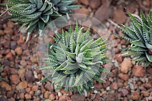 Closeup cactus background img