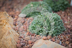 Closeup cactus background img