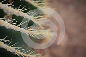 Closeup cactus background img