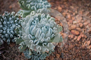 Closeup cactus background