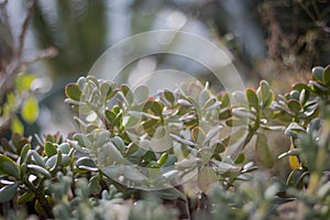 Closeup cactus background