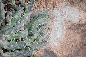 Closeup cactus background