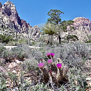 Springtime Cactus Blossoms, Red Rock Conservation Area, Nevada