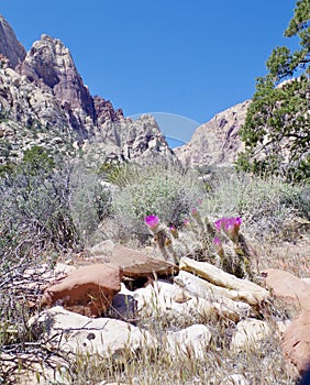 Springtime Cactus Blossoms, Red Rock Conservation Area, Nevada