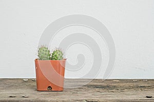 Closeup cactus in brown plastic pot on blurred wood desk and white cement wall textured background with copy space