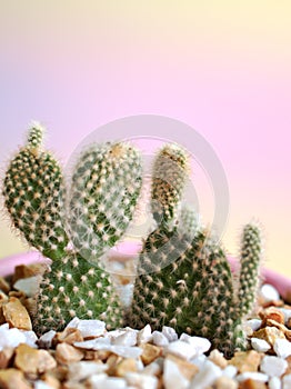 Closeup cactus Bunny ears , Opuntioideae plants in pot with pink color background, macro image ,soft focus ,sweet color for card d