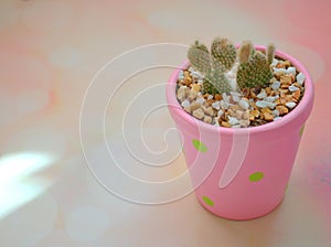 Closeup cactus Bunny ears , Opuntioideae plants in pot with purple color background, macro image ,soft focus ,sweet color