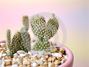 Closeup cactus Bunny ears ,Opuntioideae plants in pot with purple color background, macro image ,soft focus ,sweet color