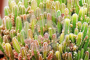 Closeup Cactus or call fairy castle cactus. Scientific name is Acanthocereus tetragonus `Fairy Castle` This small, slow-growing va