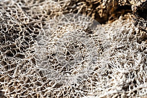 Closeup of Cactus Decomposing Into Fiberous Web