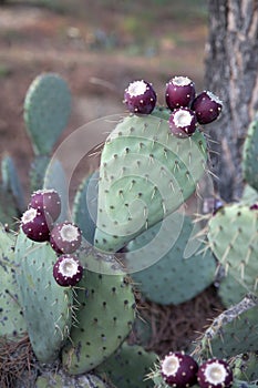 Closeup in Cactus in Dehesa de la Villa Park; Madrid