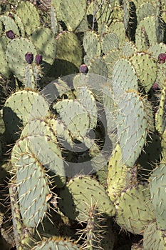 Closeup of Cactus; Dehesa de la Villa Park; Madrid