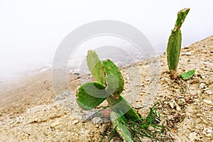 Closeup cactus. Desert Mountain Landscape