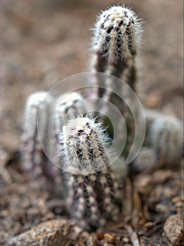 Closeup cactus desert plant with soft focus and blureed