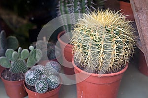 cactus in a florist store showroom