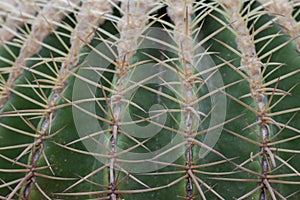 Closeup cactus growing in the garden.