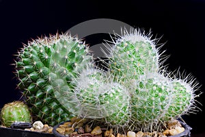 Closeup cactus isolate on black background