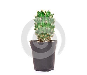 Closeup cactus isolated on white background