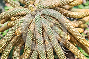 Closeup cactus live in desert background