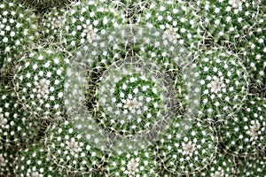 Closeup of Cactus, Mammillaria geminispina Natural Pattern Background