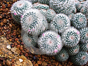 Closeup cactus Mammillaria Hahniana ,Mammillaria Prolifera Hybrids Cactus