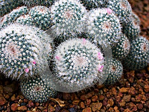 Closeup cactus Mammillaria Hahniana ,Mammillaria Prolifera Hybrids Cactus