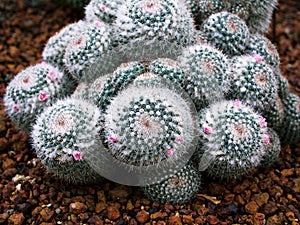 Closeup cactus Mammillaria Hahniana ,Mammillaria Prolifera Hybrids Cactus