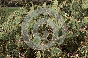 Closeup of an cactus opuntia paraguayensis