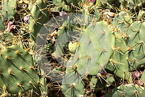 Closeup of an cactus opuntia paraguayensis