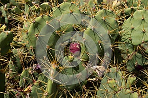 Closeup of an cactus opuntia paraguayensis