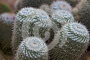 Closeup of a cactus plant.